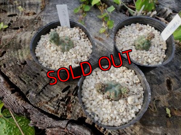 画像3: プナ　ボンニアエ〜Puna bonnieae（20-7）