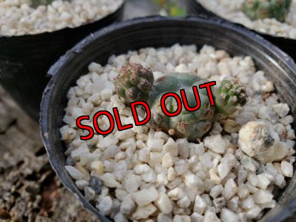 画像4: プナ　ボンニアエ〜Puna bonnieae（20-7）