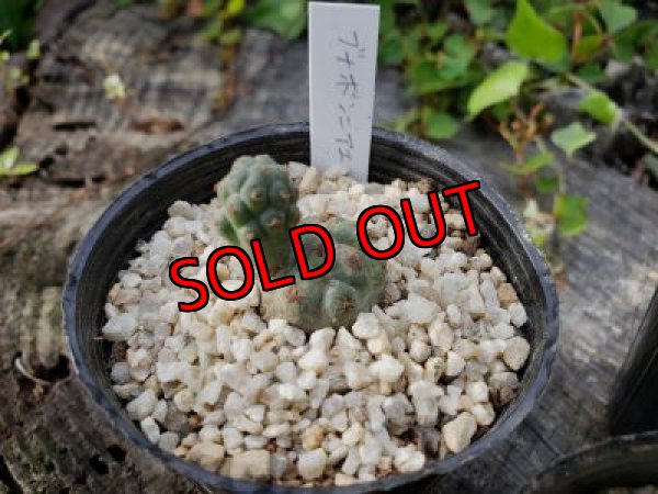 画像6: プナ　ボンニアエ〜Puna bonnieae（20-7）