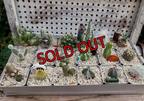 【例】植え替えた場合のサンプル写真です。