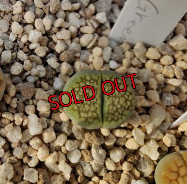 画像2: Sakkies Green`ss 【20-9-28】