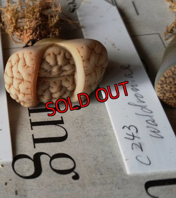 画像1: C243 waldroniae 〜荒玉系