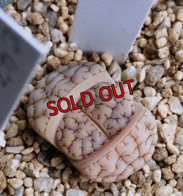 画像2: C243 waldroniae 〜荒玉系