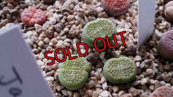 画像4: Sakkies Green`ss 【20-9-28】