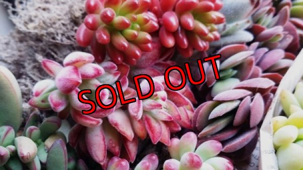 画像9: 紅葉多肉とセダムの抜き苗プルプルセット♪20P/21-1