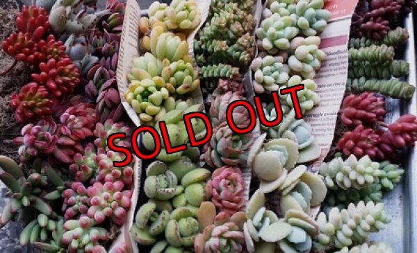 画像7: 紅葉多肉とセダムの抜き苗プルプルセット♪20P/21-1