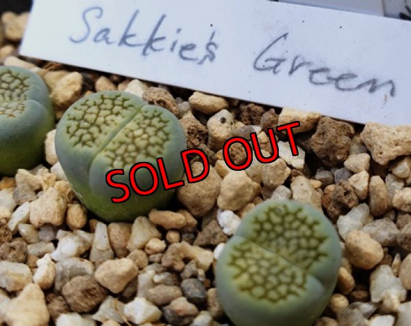 画像3: Sakkies Green`ss 【20-9-28】