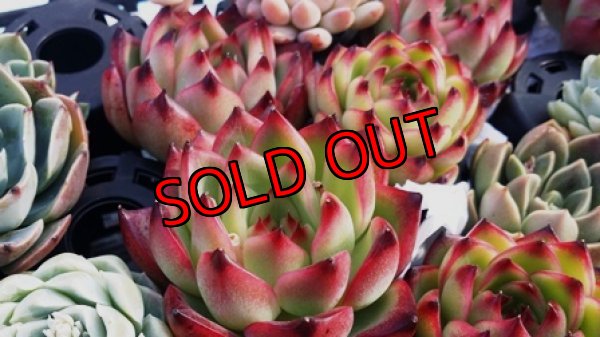 ファイヤーピラー