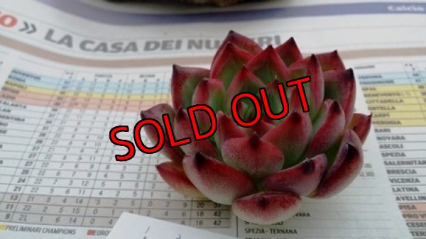 画像1: ファイヤーピラー