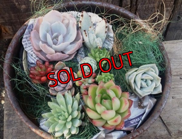 メイン多肉Bタイプ