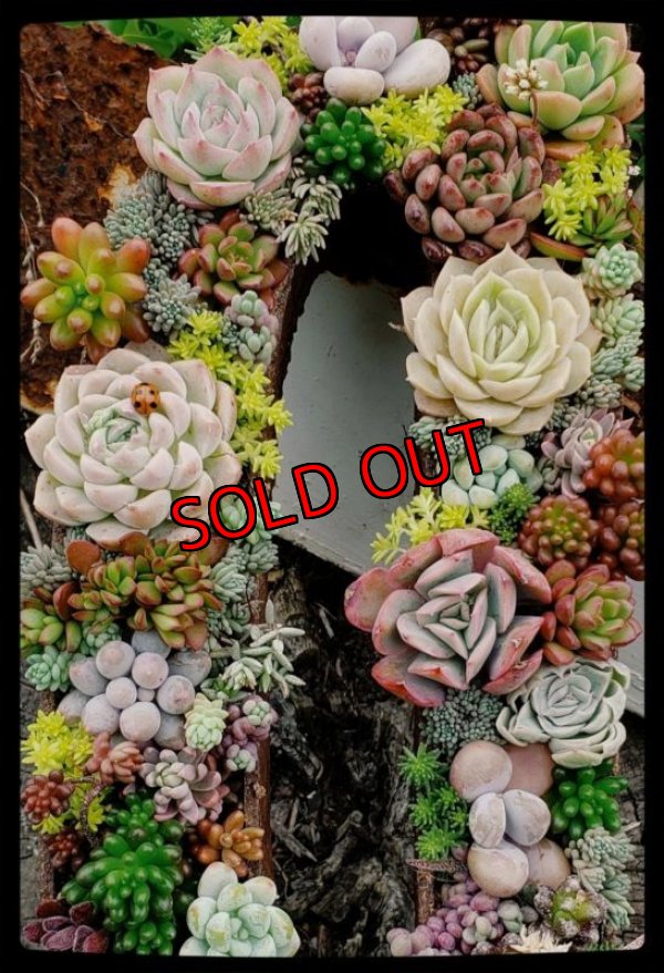 画像10: 【予約受付】2023年/栃尾さん＆トットコラボ　数字の器/ゴシック体