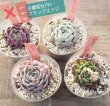 画像2: トット実生苗セット/Dタイプ（26-4）