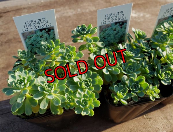 画像4: 【限定】2021年トットの秋のセダム祭り-A（21-11）