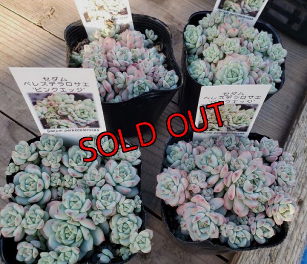 画像3: 【限定】2021年トットの秋のセダム祭り-B（21-11）