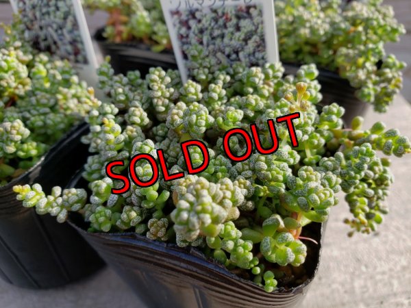 画像2: 【限定】2021年トットの秋のセダム祭り-B（21-11）