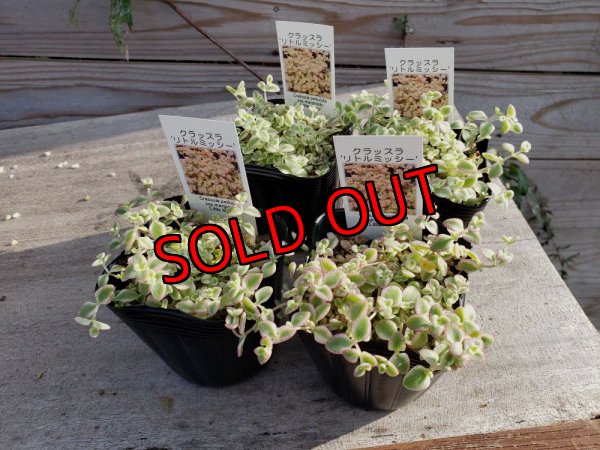 リトルミッシーも1ポット入ります。