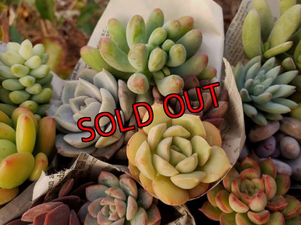 画像7: 【限定】小さな多肉とセダムの抜き苗プルプルセット♪19P/（21-11）