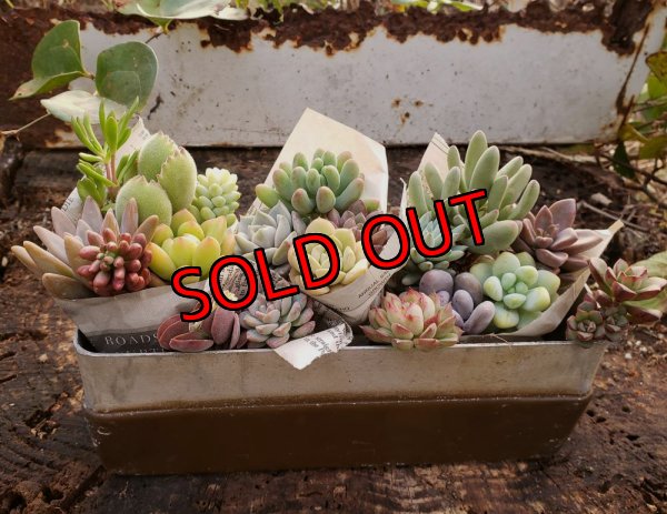 画像3: 【限定】小さな多肉とセダムの抜き苗プルプルセット♪19P/（21-11）