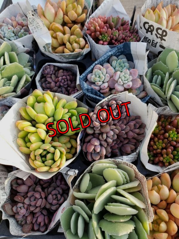 画像2: 【限定】小さな多肉とセダムの抜き苗プルプルセット♪19P/（21-11）