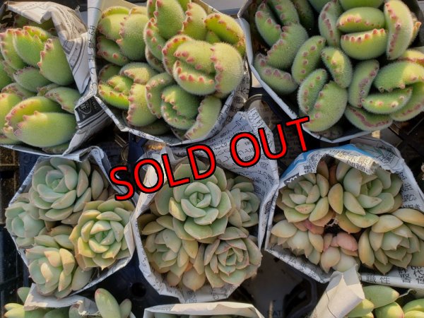 画像6: 【限定】小さな多肉とセダムの抜き苗プルプルセット♪19P/（21-11）