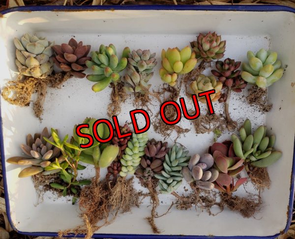 画像4: 【限定】小さな多肉とセダムの抜き苗プルプルセット♪19P/（21-11）