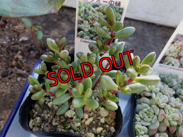 画像5: 【限定】2021年トットの秋のセダム祭り-A（21-11）