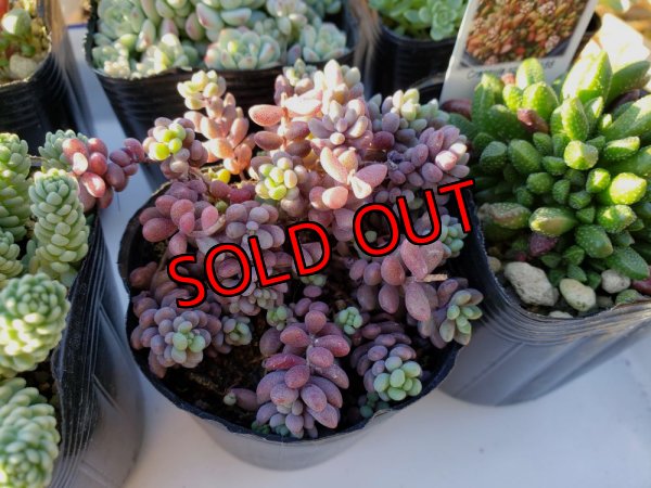 画像6: 【限定】2021年トットの秋のセダム祭り-A（21-11）