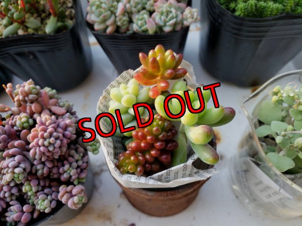 ミニ多肉4品種（内容は多少変わります。