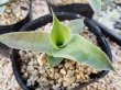 画像2: Agave　vilmoriniana（21-1）