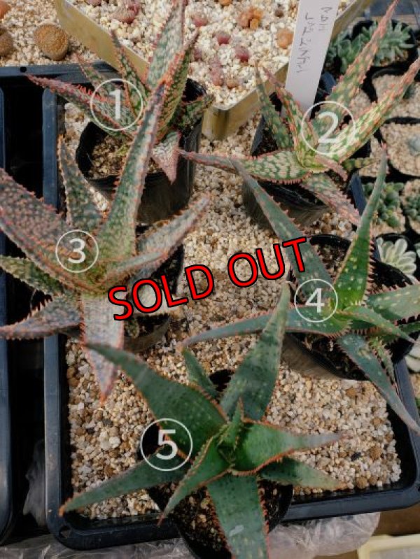 画像2: アロエ　レッドドラゴン　（21-1）