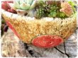 画像3: 栃尾さんのキノコ鉢の寄せ植えセット  （21-1）