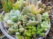 画像2: グリーンサラダみたいな寄せ植えセット（21-1）