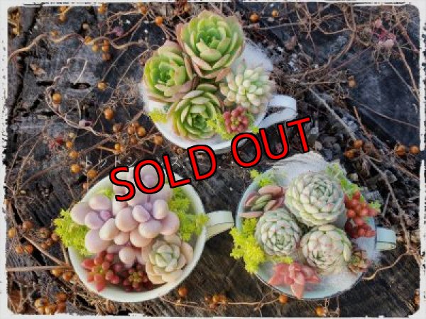 画像2: ホーローカップの寄せ植えセット-M（21-1）