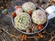 画像2: アルミのカップの寄せ植えセット-O（21-1）