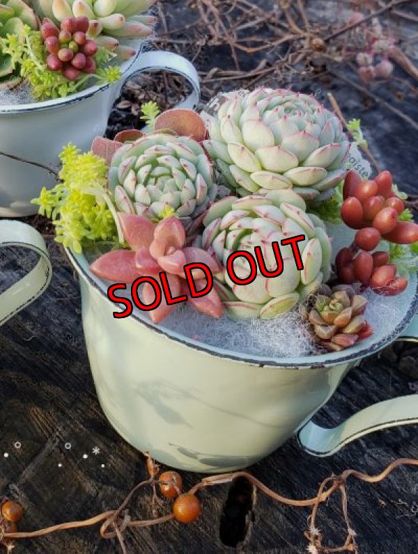 (3)ペパーミント✕ドリームローズ