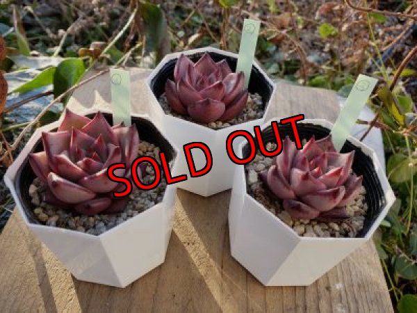 画像8: ロメオ　（21-2）