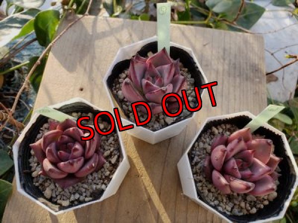 画像7: ロメオ　（21-2）