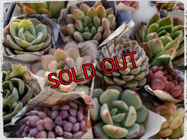 画像5: 韓国苗　Aセット-15P（21-2）