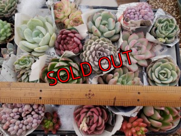 画像3: 韓国苗　Aセット-15P（21-2）