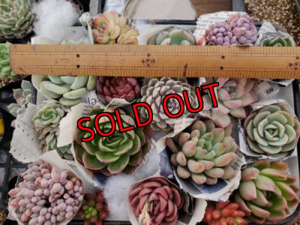 画像2: 韓国苗　Aセット-15P（21-2）