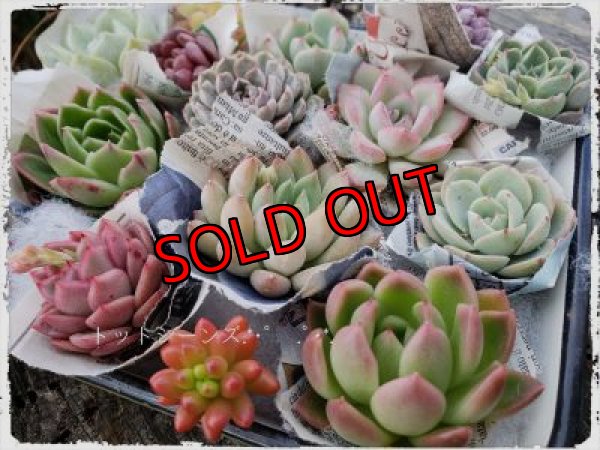 画像4: 韓国苗　Aセット-15P（21-2）