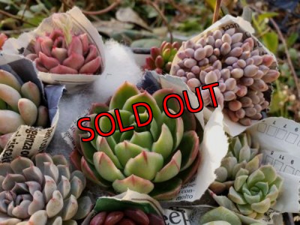 画像8: 韓国苗　Aセット-15P（21-2）