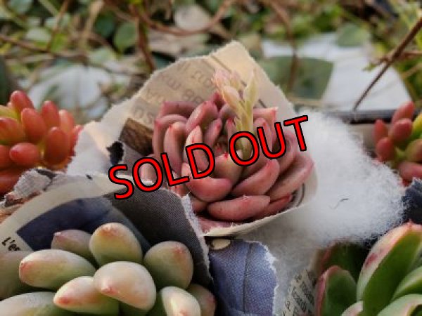 画像7: 韓国苗　Aセット-15P（21-2）