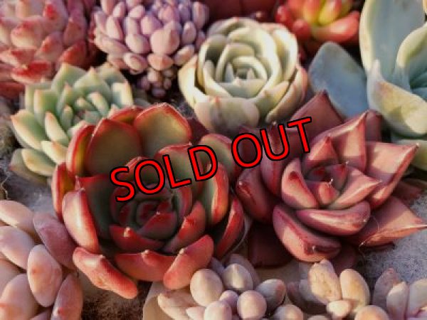 画像14: 韓国苗41種お愉しみセット（21-2）