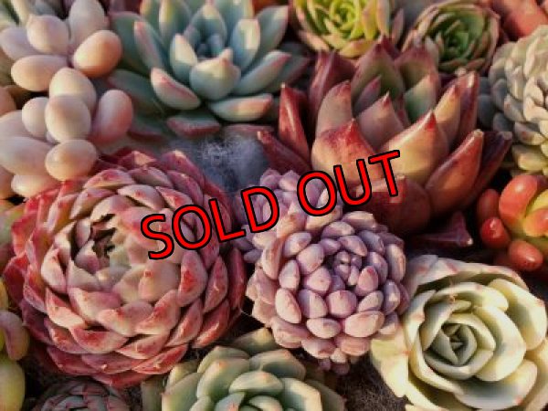 画像13: 韓国苗41種お愉しみセット（21-2）