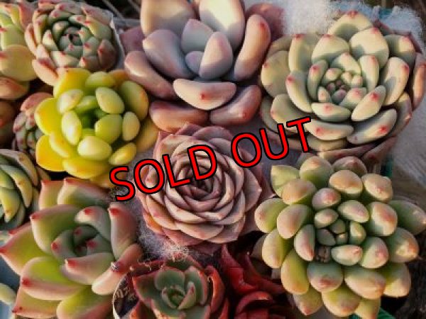 画像10: 韓国苗41種お愉しみセット（21-2）