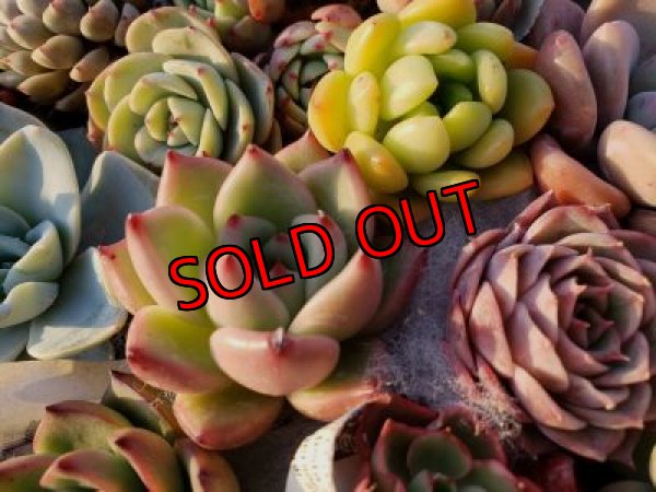 画像9: 韓国苗41種お愉しみセット（21-2）