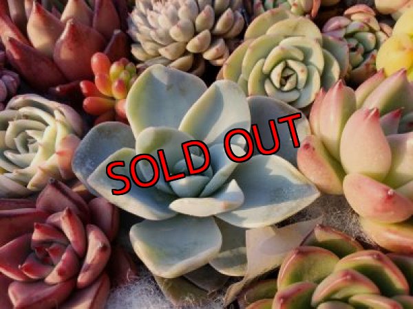 画像8: 韓国苗41種お愉しみセット（21-2）