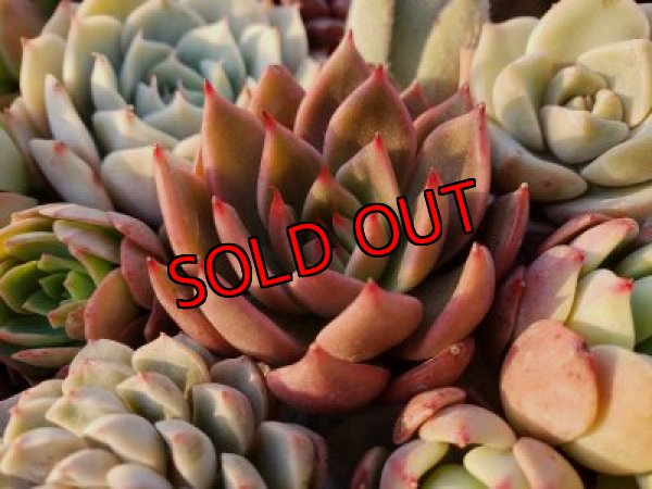 画像7: 韓国苗41種お愉しみセット（21-2）