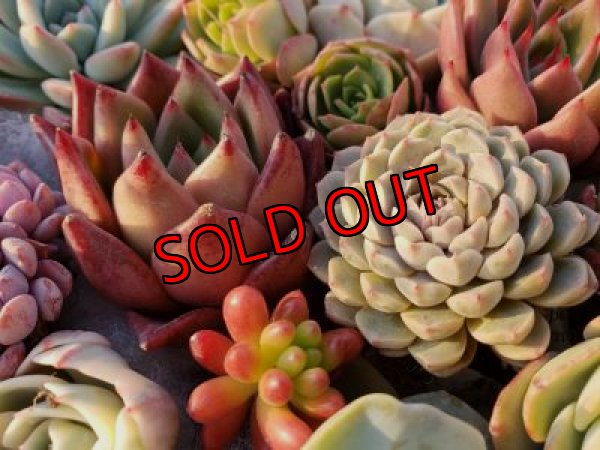 画像6: 韓国苗41種お愉しみセット（21-2）